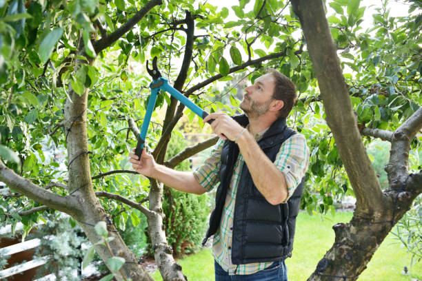 Best Tree Trimming and Pruning  in Eidson Road, TX